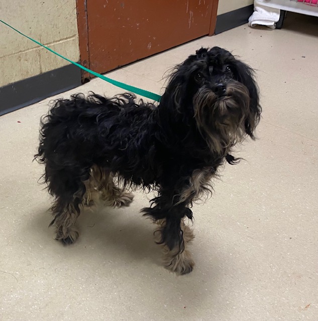 Shelter Stray Male Dog last seen , 3839 W Burnham St, West Milwaukee, WI 53215, USA