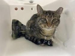 Shelter Stray Male Cat last seen , 3839 W Burnham St, West Milwaukee, WI 53215, USA