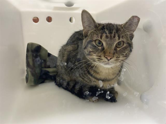 Shelter Stray Male Cat last seen , 3839 W Burnham St, West Milwaukee, WI 53215, USA