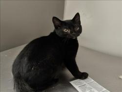 Shelter Stray Female Cat last seen , 3201 Lacy St, Los Angeles, CA 90031, USA