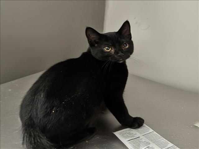 Shelter Stray Female Cat last seen , 3201 Lacy St, Los Angeles, CA 90031, USA