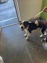 Shelter Stray Male Dog last seen , 1850 W 60th St, Los Angeles, CA 90047, USA