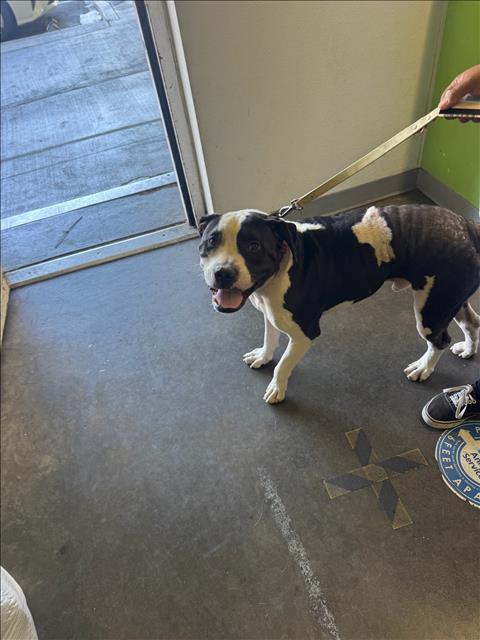 Shelter Stray Male Dog last seen , 1850 W 60th St, Los Angeles, CA 90047, USA