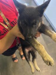 Shelter Stray Female Dog last seen , 1850 W 60th St, Los Angeles, CA 90047, USA