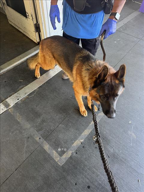 Shelter Stray Male Dog last seen , 1850 W 60th St, Los Angeles, CA 90047, USA