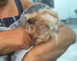 Shelter Stray Female Dog last seen CHARLOTTE, 8315 Byrum Dr, Charlotte, NC 28217, USA