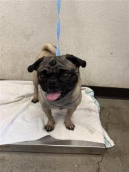 Shelter Stray Male Dog last seen Near BLOCK N NINTH ST, FRESNO CA 93702, 5277 E Airways Blvd, Fresno, CA 93727, USA