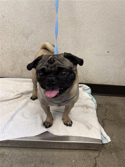Shelter Stray Male Dog last seen Near BLOCK N NINTH ST, FRESNO CA 93702, 5277 E Airways Blvd, Fresno, CA 93727, USA