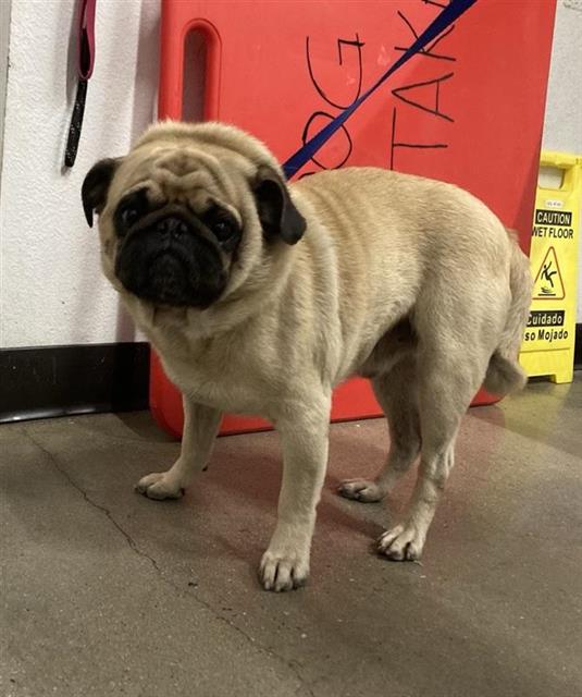Shelter Stray Male Dog last seen Near BLOCK E KINGS CANYON RD, FRESNO CA 93727 4641, 5277 E Airways Blvd, Fresno, CA 93727, USA