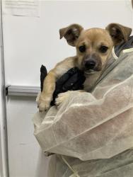 Shelter Stray Male Dog last seen Near BLOCK S ROUGHRIDER AVE, FRESNO CA 93725 4000, 5277 E Airways Blvd, Fresno, CA 93727, USA