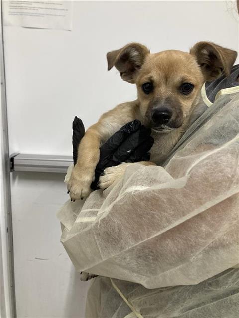 Shelter Stray Male Dog last seen Near BLOCK S ROUGHRIDER AVE, FRESNO CA 93725 4000, 5277 E Airways Blvd, Fresno, CA 93727, USA