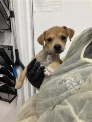 Shelter Stray Male Dog last seen Near BLOCK S ROUGHRIDER AVE, FRESNO CA 93725 4000, 5277 E Airways Blvd, Fresno, CA 93727, USA