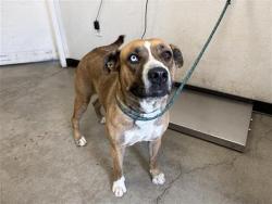 Shelter Stray Female Dog last seen Near BLOCK E MONTECITO AVE, FRESNO CA 93702 3336, 5277 E Airways Blvd, Fresno, CA 93727, USA