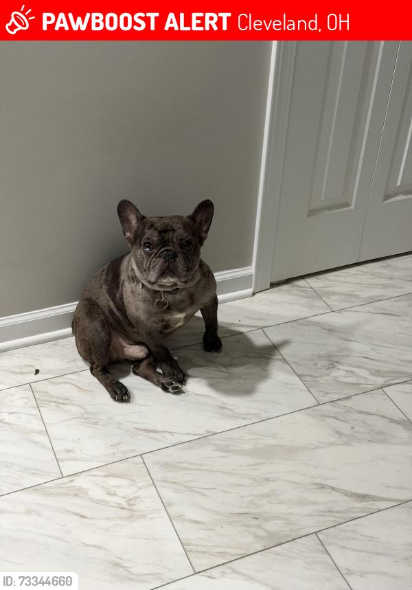Lost Male Dog last seen Livingston apmts, Cleveland, OH 44120