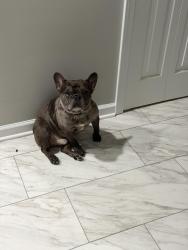 Lost Male Dog last seen Livingston apmts, Cleveland, OH 44120