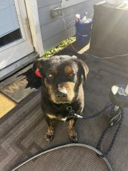 Lost Male Dog last seen Towne Lake boardwalk, Riata West, TX 77433