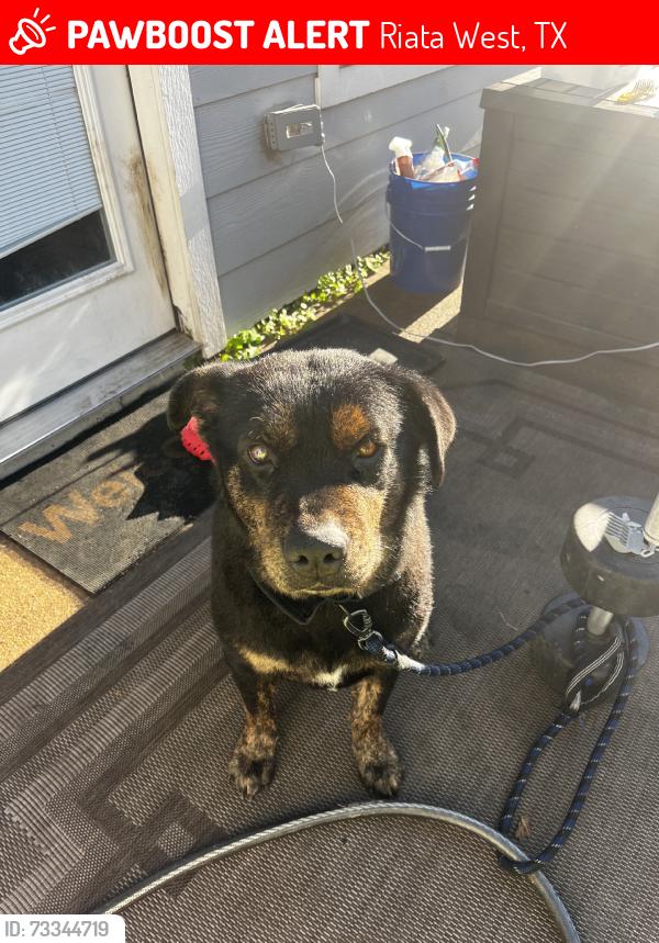 Lost Male Dog last seen Towne Lake boardwalk, Riata West, TX 77433