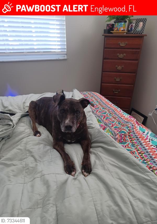 Lost Female Cat last seen Artists a d Olive Street, Englewood, FL 34223