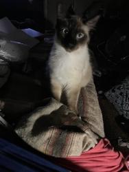 Lost Male Cat last seen Desoto and Irby st., Houston, TX 77091