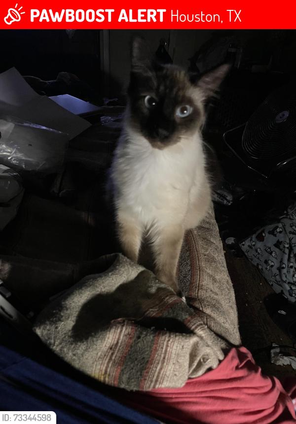 Lost Male Cat last seen Desoto and Irby st., Houston, TX 77091