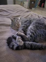 Reunited Female Cat last seen Atlantic & Jana Drive, Ponce Inlet, FL 32127