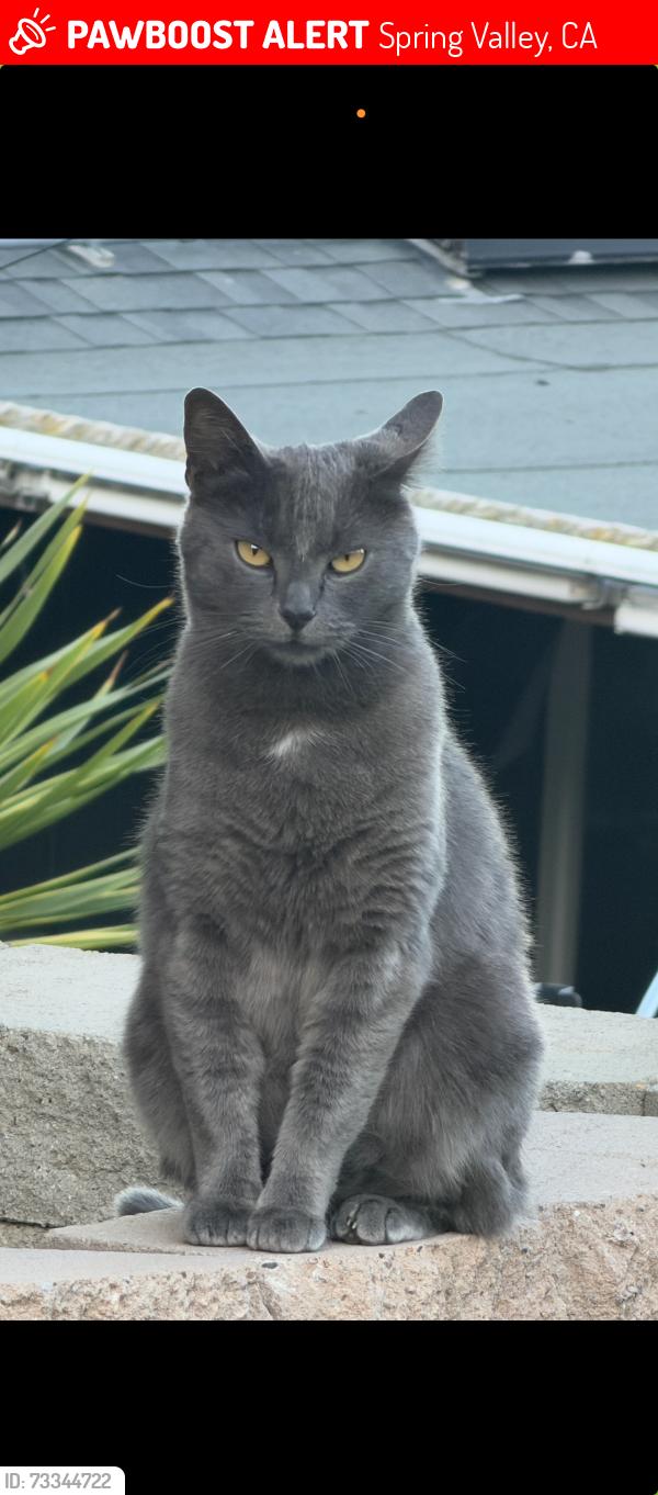 Lost Female Cat last seen Saddle Dr and Golf Dr, Spring Valley, CA 91977