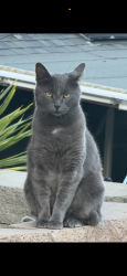 Lost Female Cat last seen Saddle Dr and Golf Dr, Spring Valley, CA 91977