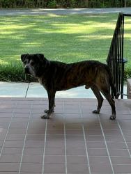 Reunited Male Dog last seen Wesleyan College, Macon, GA 31210