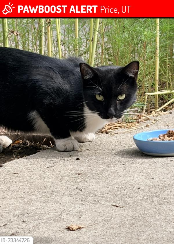 Lost Male Cat last seen My Ascension St. Matthew’s Church, Price, UT 84501