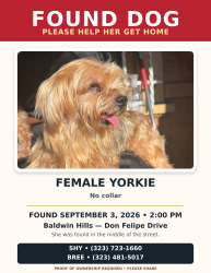 Found/Stray Female Dog last seen Don Felipe drive Baldwin hills Ca, Los Angeles, CA 90016