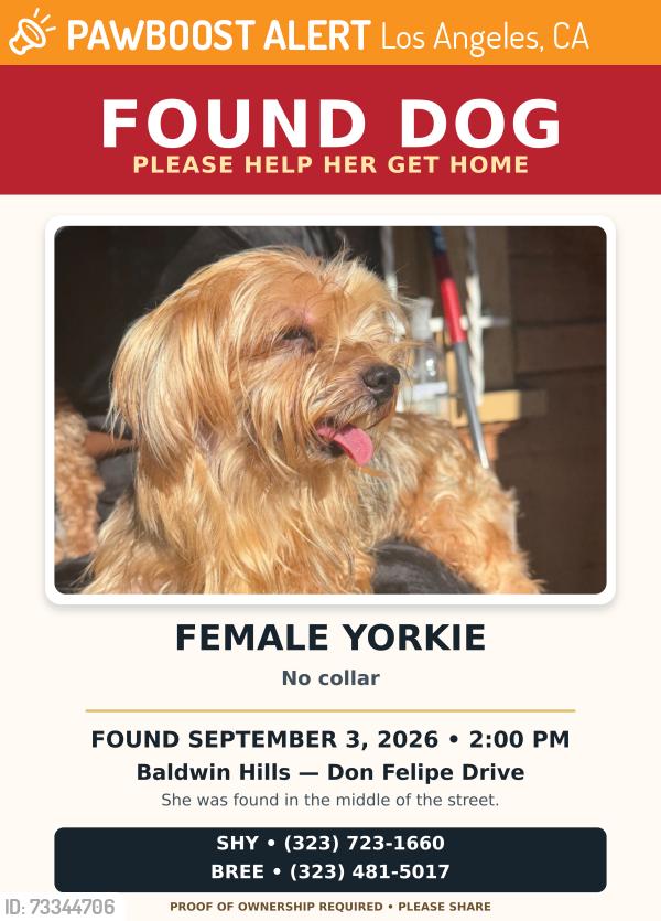 Found/Stray Female Dog last seen Don Felipe drive Baldwin hills Ca, Los Angeles, CA 90016