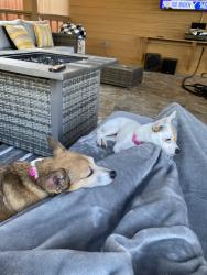 Lost Female Dog last seen Blue Forest, Atascocita, TX 77346