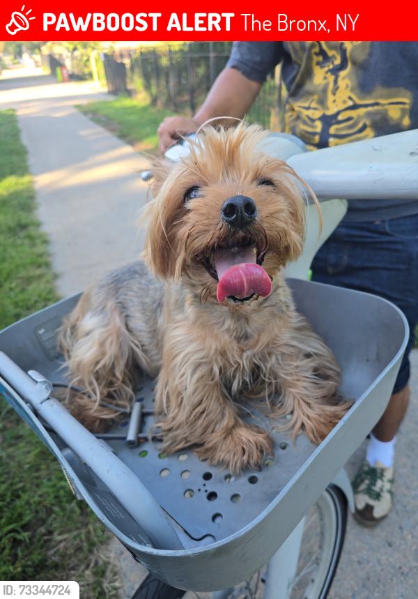 Lost Female Dog last seen Near crotona Ave, The Bronx, NY 10457
