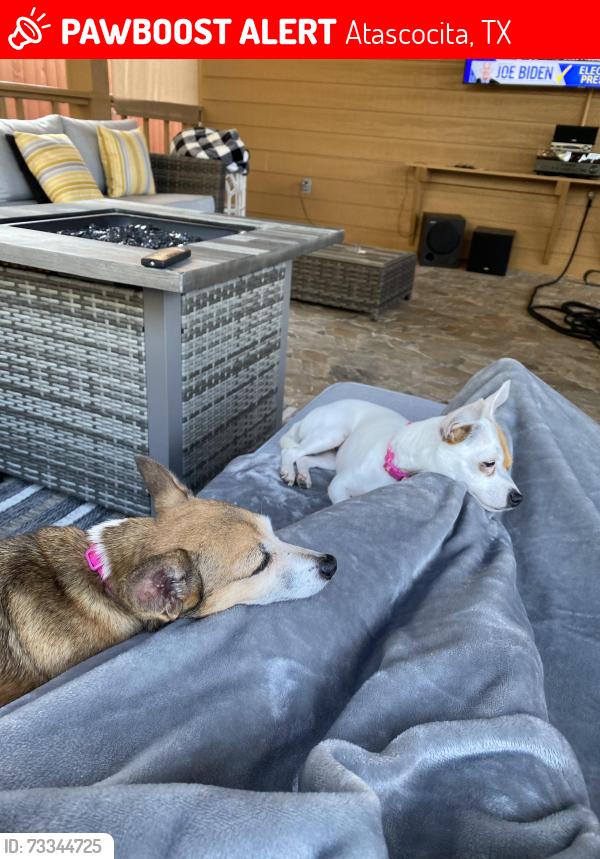 Lost Female Dog last seen Blue Forest, Atascocita, TX 77346