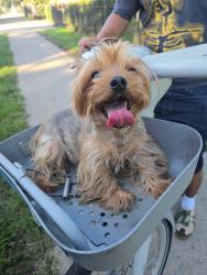 Lost Female Dog last seen Near crotona Ave, The Bronx, NY 10457