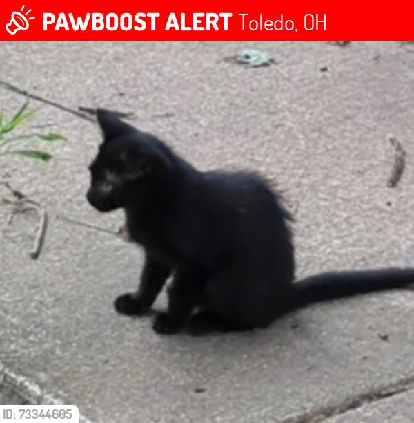 Lost Male Cat last seen Shasta Dr and south ave, Toledo, OH 43609