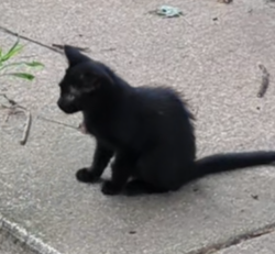 Lost Male Cat last seen Shasta Dr and south ave, Toledo, OH 43609