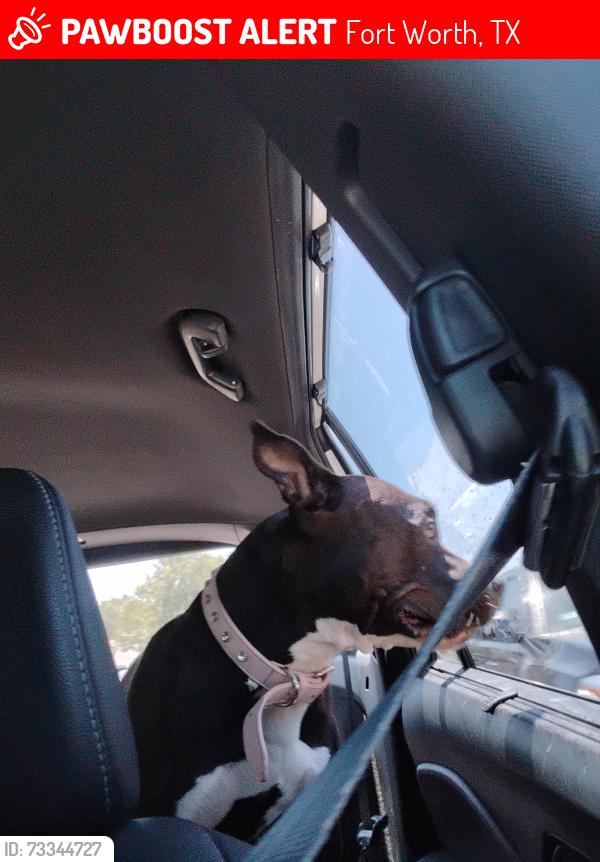 Lost Female Dog last seen Riverside, Fort Worth, TX 76137