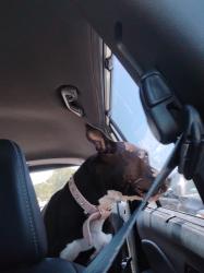 Lost Female Dog last seen Riverside, Fort Worth, TX 76137