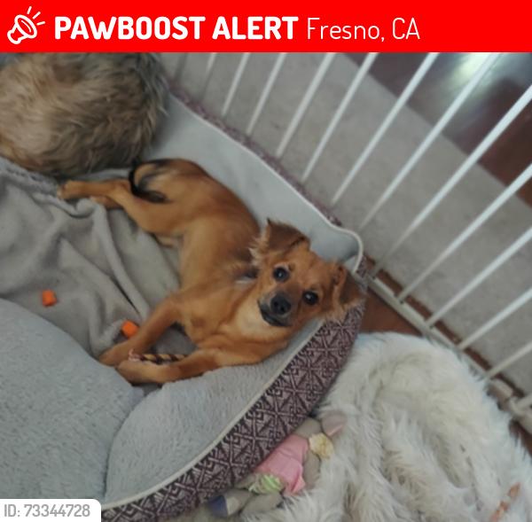 Lost Female Dog last seen Revere, Fresno, CA 93710