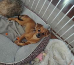 Lost Female Dog last seen Revere, Fresno, CA 93710