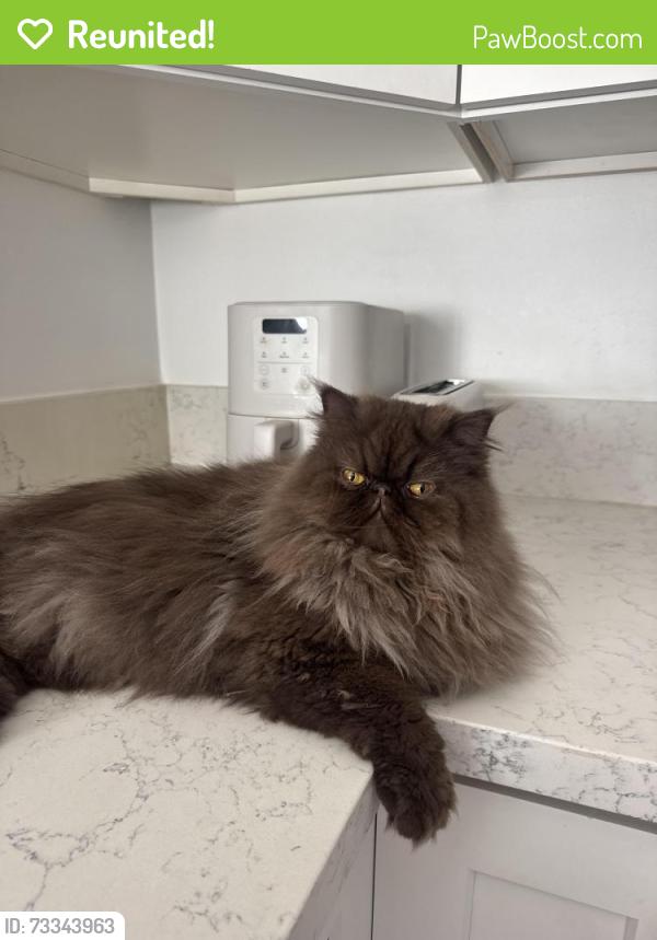 Reunited Female Cat last seen 4th, Hermosa Beach, CA 90254