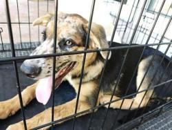 Shelter Stray Male Dog last seen Southwest Bypass/Wolf Ranch Pkwy, Williamson County, TX, 1855 SE Inner Loop, Georgetown, TX 78626, USA