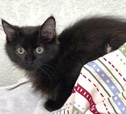 Shelter Stray Male Cat last seen Near Spruce Avenue, 64127, MO, 7077 Elmwood Ave, Kansas City, MO 64132, USA