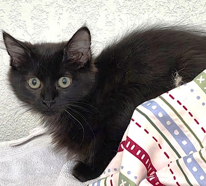 Shelter Stray Male Cat last seen Near Spruce Avenue, 64127, MO, 7077 Elmwood Ave, Kansas City, MO 64132, USA