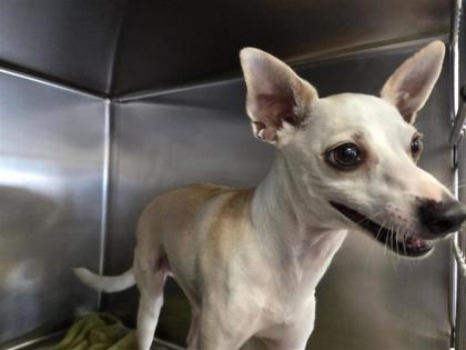 Shelter Stray Male Dog last seen GRAY FOX CV, Williamson County, TX, 1855 SE Inner Loop, Georgetown, TX 78626, USA