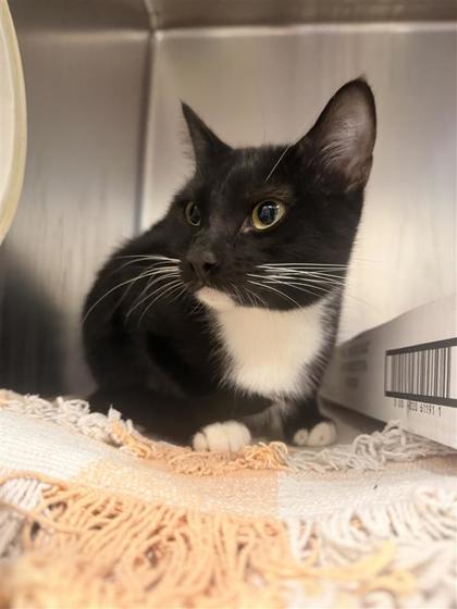 Shelter Stray Unknown Cat last seen FREDDIE DR, Williamson County, TX, 1855 SE Inner Loop, Georgetown, TX 78626, USA