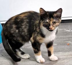 Shelter Stray Female Cat last seen Near Spruce Avenue, 64127, MO, 7077 Elmwood Ave, Kansas City, MO 64132, USA
