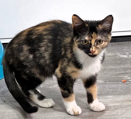 Shelter Stray Female Cat last seen Near Spruce Avenue, 64127, MO, 7077 Elmwood Ave, Kansas City, MO 64132, USA