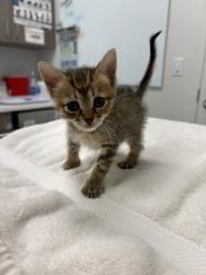 Shelter Stray Female Cat last seen Crabapple Ln 64129, 64129, MO, 7077 Elmwood Ave, Kansas City, MO 64132, USA